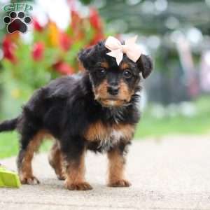 Riot, Yorkie Poo Puppy